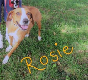 . Rosie (Little Bo Peep)-P4 .