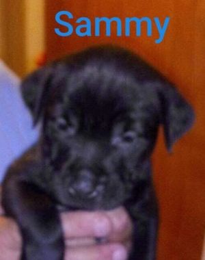 . Sammy .