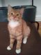 . Pumpkin and Scarecrow NYC Kitties .