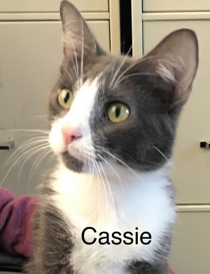 . Cassie .