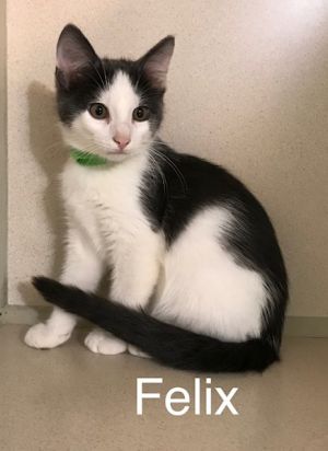 . Felix .
