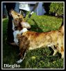 . Diegito .