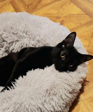 . Midnight Bean .