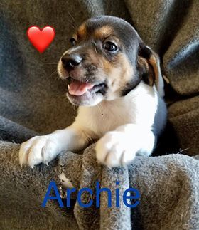 . ARCHIE .