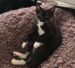 . Bella .
