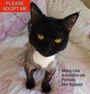 . Mona Lisa Kuwaiti Purrsianx NYC .