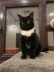. Mona Lisa Kuwaiti Purrsianx NYC .