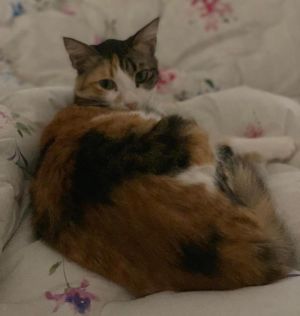 . Desert Kuwaiti Calico Bunny Coon .