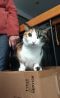 . Desert Storm Bunny Kuwaiti Calico TA .