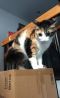 . Desert Storm Bunny Kuwaiti Calico TA .