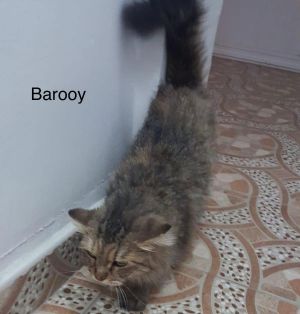 . Barbara Mouse Kuwaiti Coon NYC .