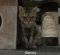 . Barbara Mouse Kuwaiti Coon NYC .