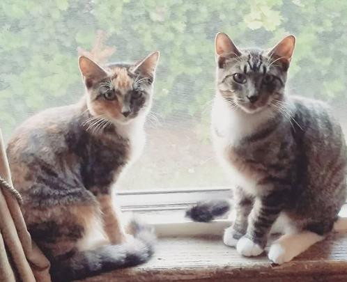 . Ace & Patch *courtesy post* .