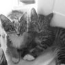 . Ace & Patch *courtesy post* .