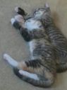 . Ace & Patch *courtesy post* .