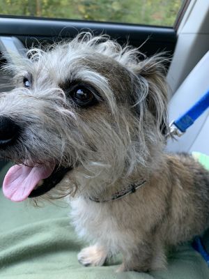 . Clancy. ADOPTED 11/13/15! .