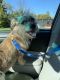 . Clancy. ADOPTED 11/13/15! .