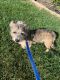 . Clancy. ADOPTED 11/13/15! .