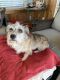 . Clancy. ADOPTED 11/13/15! .