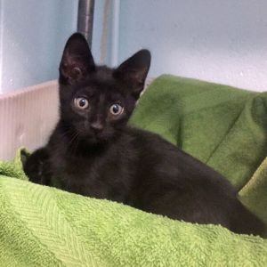 . Binx .