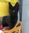 . Binx .