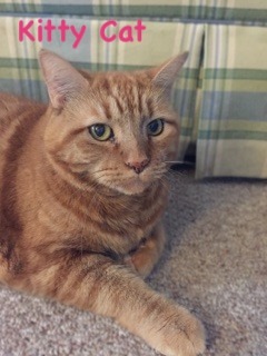 Photo of Kitty Cat