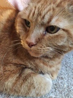 Photo of Kitty Cat