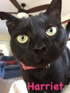 Photo of Harriet