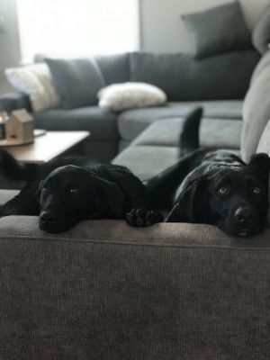 . Gin & Tonic - BONDED PAIR .