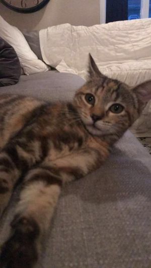 . Cleo .