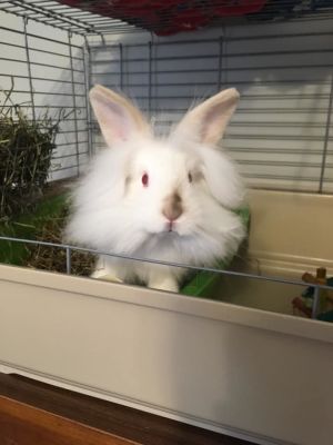 . Angel .