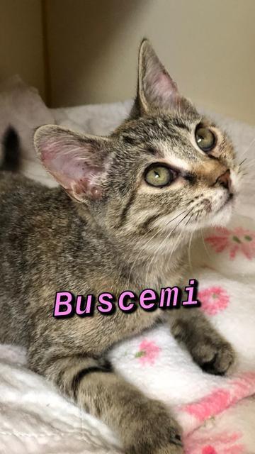. Buscemi - kitten! .