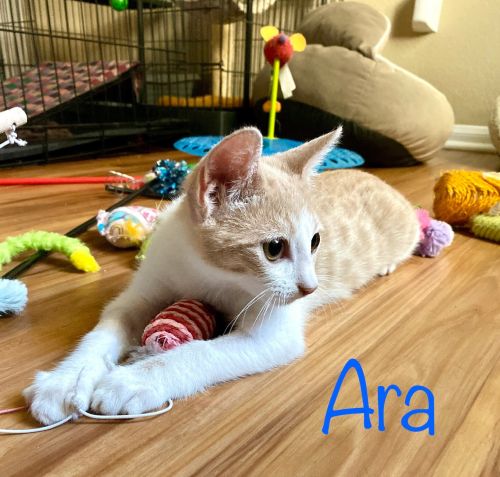 . Ara .