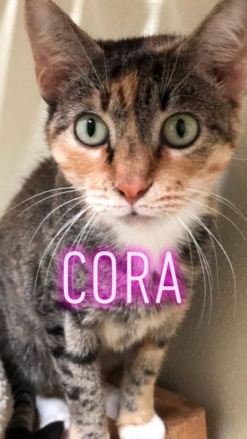 . Cora .