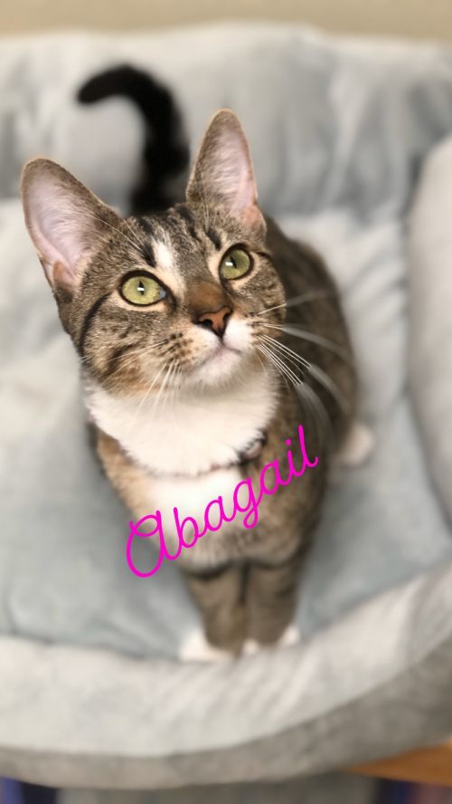 . Abagail - kitten! .