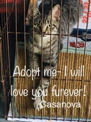 . Casanova .