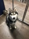 . Hachi .
