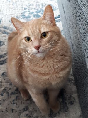 . Taz .