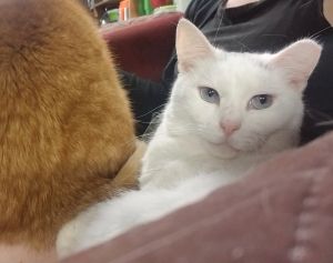 Photo of Spot