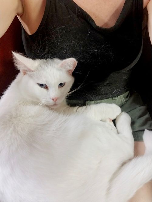Photo of Spot