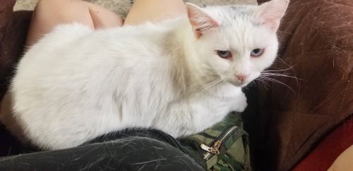 Photo of Spot