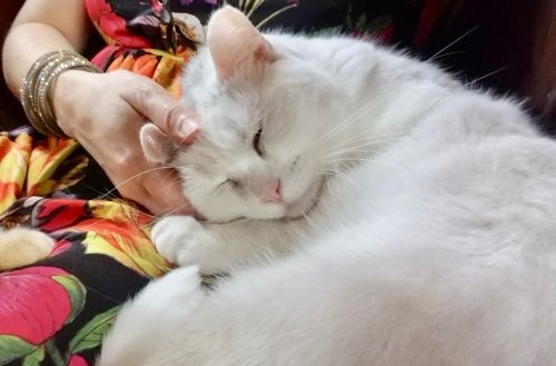Photo of Spot