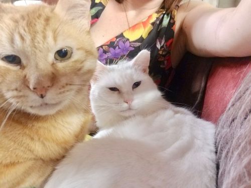 Photo of Spot
