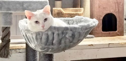 Photo of Spot