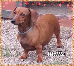 Nationwide List Of Dachshund Rescues