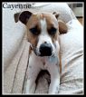 . Cayenne .