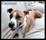 . Cayenne .