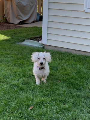. Molly - APPROVED ADOPTER .
