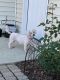 . Molly - APPROVED ADOPTER .