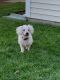 . Molly - APPROVED ADOPTER .
